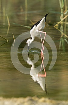 Black-winged Stilt and reflection is water