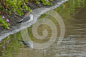 Black-winged Stilt resting