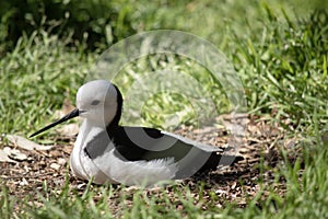 the black winged stilt is resting in the grass