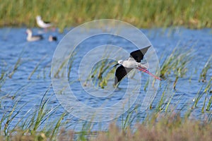 Black winged stilt in Rietvlei