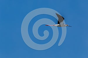 Black winged stilt rwader bird marshes and creeps europe