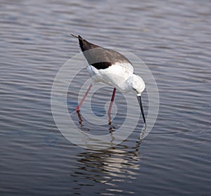 Black Winged Stilt searching for food.