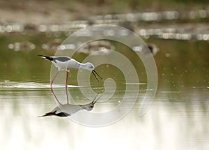 Black-winged Stilt searching food