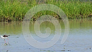 Black Winged Stilt in shallow water. Himan topus himantopus bird wading in the water
