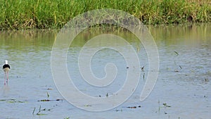 Black Winged Stilt in shallow water. Himan topus himantopus bird wading in the water
