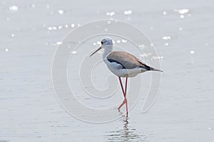 Black-Winged Stilt in Shallow Water Reflection Himantopus himantopus Wader Bird Stilt