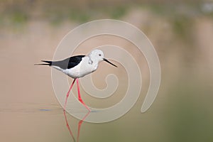 Black winged Stilt with soft background