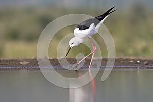 Black-winged stilt, South Africa