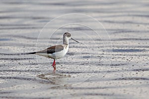 Black winged Stilt standing in water