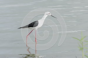 Black-winged Stilt Tanzania