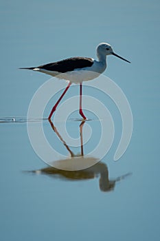 Black-winged stilt wades in shallows with reflection