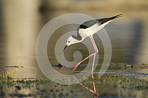 Black Winged Stilt wading