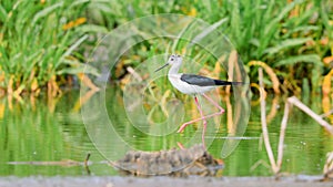 Black-winged Stilt wading in the middle of the water surface.