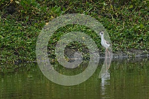 Black-winged Stilt wading in water