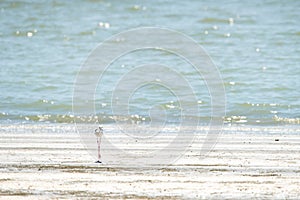 Black-winged stilt walking on the beach