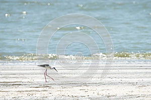 Black-winged stilt walking on the beach