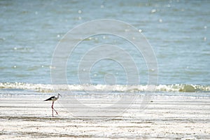 Black-winged stilt walking on the beach