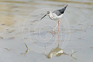 Black winged stilt walking in water