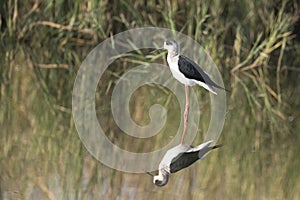 Black winged stilt walking in water