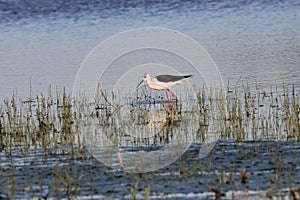 A black winged stilt is walking in water