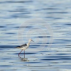 Black-winged stilt walking in water, Serengeti