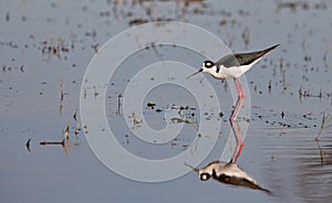 Black-winged Stilt in the water