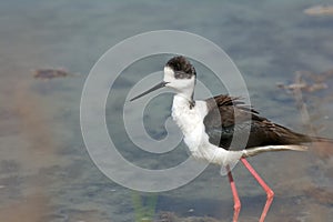 Black-winged stilt in water