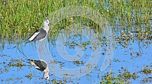 Black-winged stilt in water