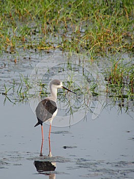 Black winged stilt, water bird habitat