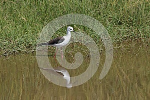 A Black-winged stilt in the water ,Himantopus himantopus