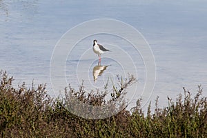 Black-winged stilt in the water with reflection, Spain