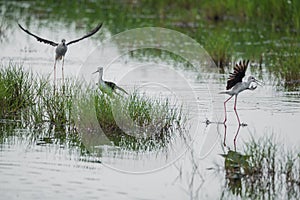 Black winged stilts