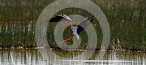 black-winged stilts in combat, black-winged stilts fight in flight, Himantopus himantopus