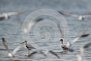 Black-winged Stilts and flying little terns