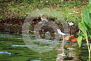 Black winged stilts foraging near water