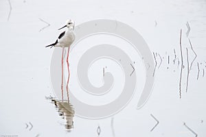 Black Winged Stilts Himantopus himantopus