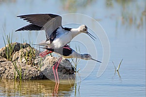 Black-winged Stilts - Himantopus himantopus, Mallorca