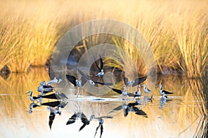 Black winged stilts, Karumba, Queensland