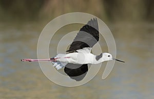 Black winged stilts, Karumba, Queensland