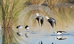 Black winged stilts, Karumba, Queensland