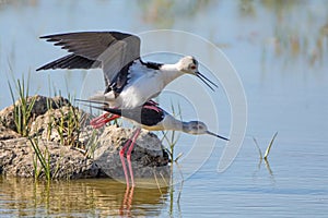 Black-winged Stilts Mating - Himantopus himantopus, Mallorca