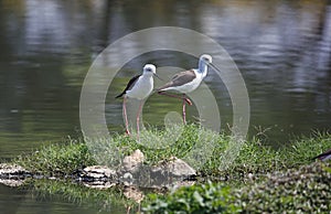 Black winged stilts on a pond