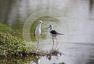 Black winged stilts on a pond