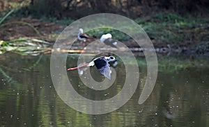 Black winged stilts on a pond