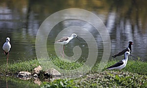 Black winged stilts on a pond