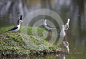 Black winged stilts on a pond