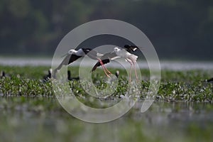 Black winged stilts taking off