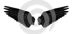 Black wings isolated on white background