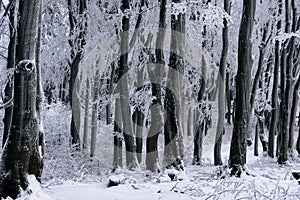 Black winter trees in the forest covered with frost