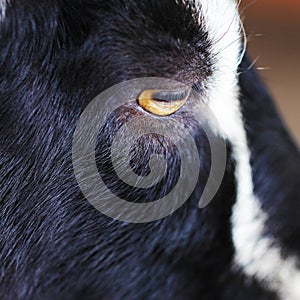 Black and wite goat animal portrait close up